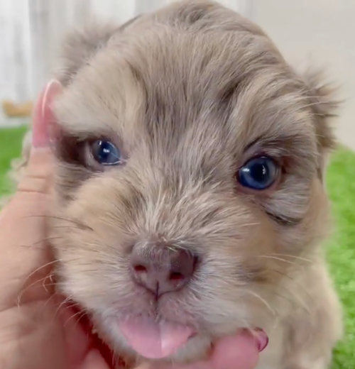 merle havapoo puppy with blue eyes face close up